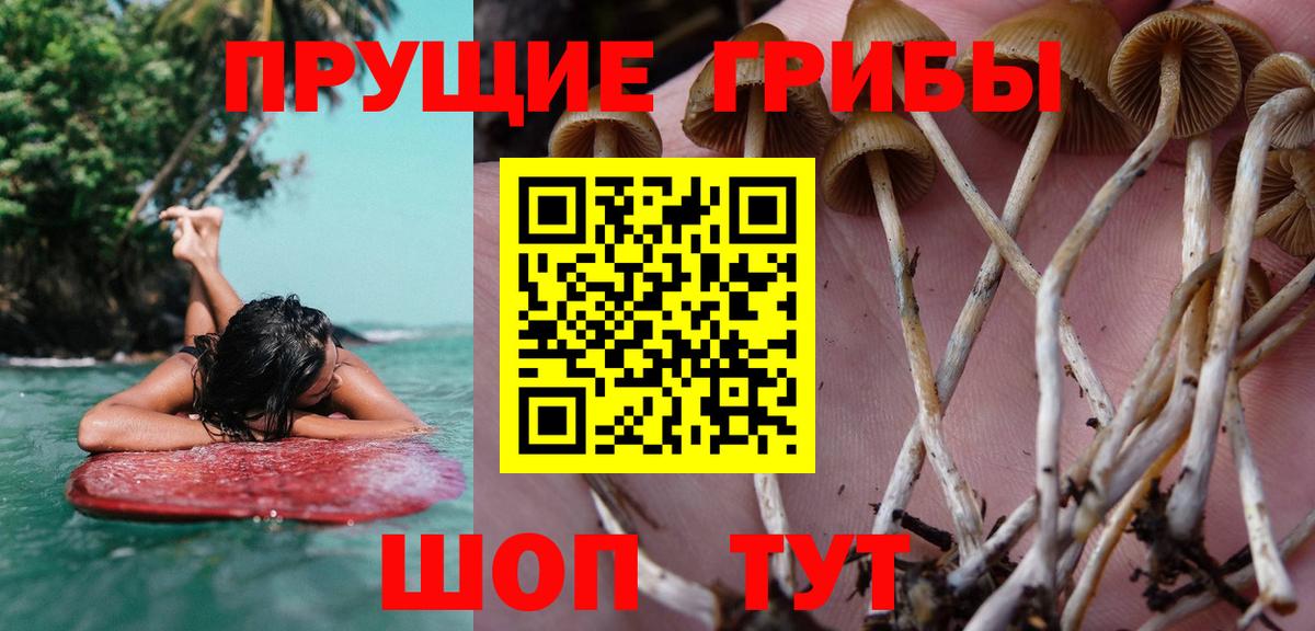 Галлюциногенные грибы прущие грибы  Вход с VPN  Вичуга 
